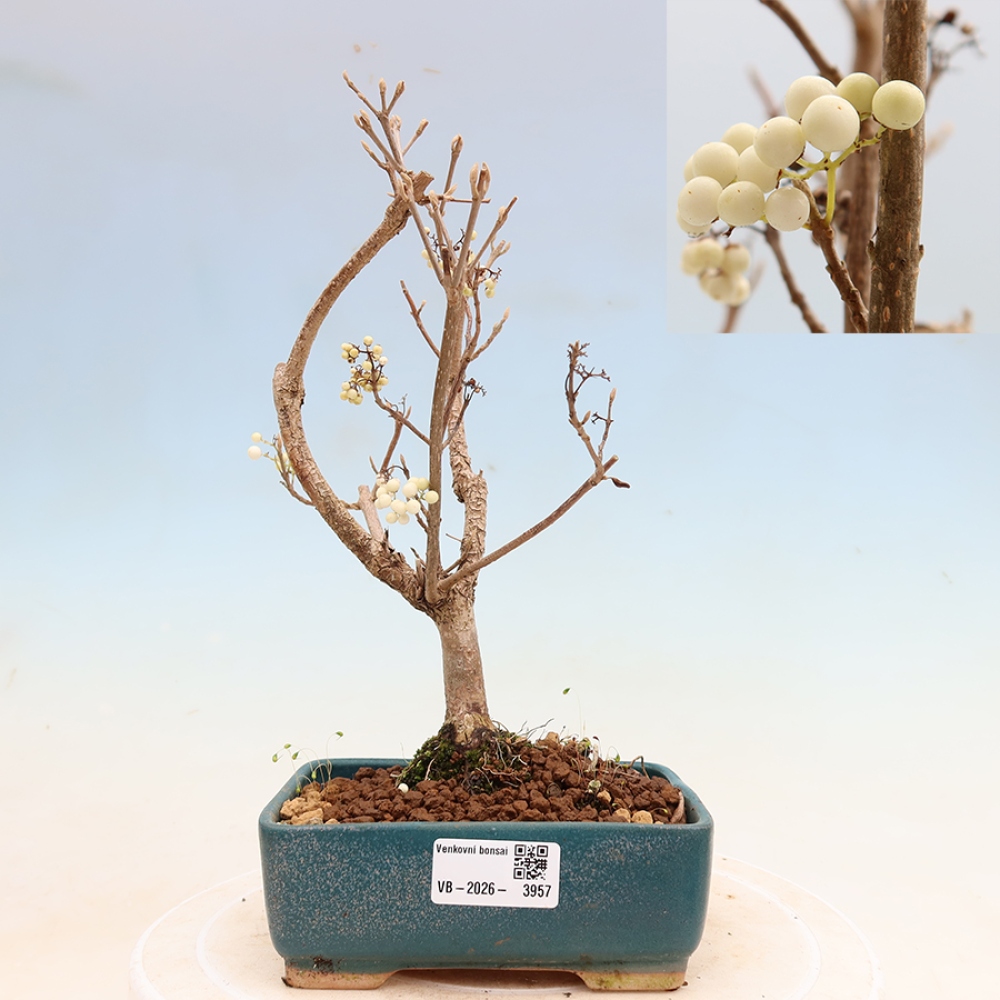 Bonsaï d'extérieur -  Callicarpa bodinieri Snowqueen - Callicarpa
