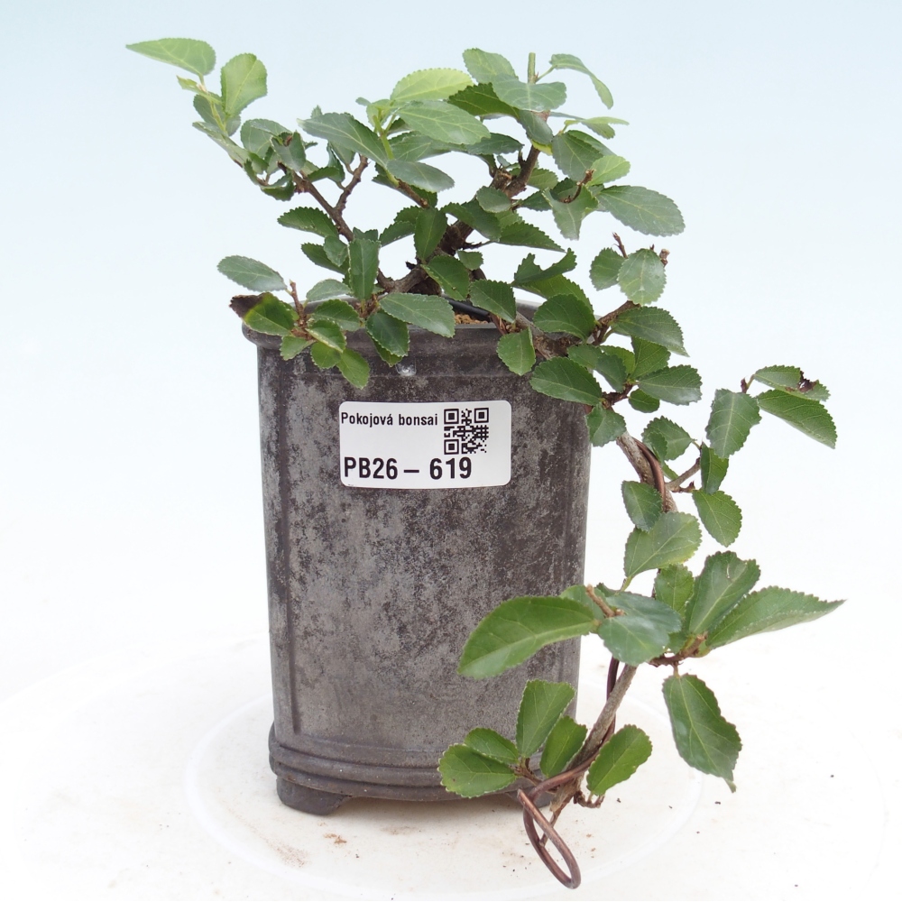 Bonsaï d'intérieur - Grewia occidentalis - Etoile de mer lavande