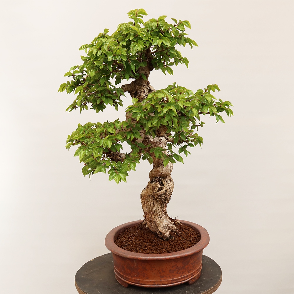 Bonsaï d'extérieur -Carpinus Coreana - Charme de Corée