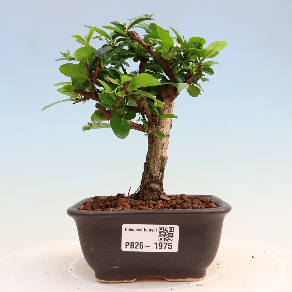 Bonsaï de chambre - Carmona macrophylla - Tea fuki