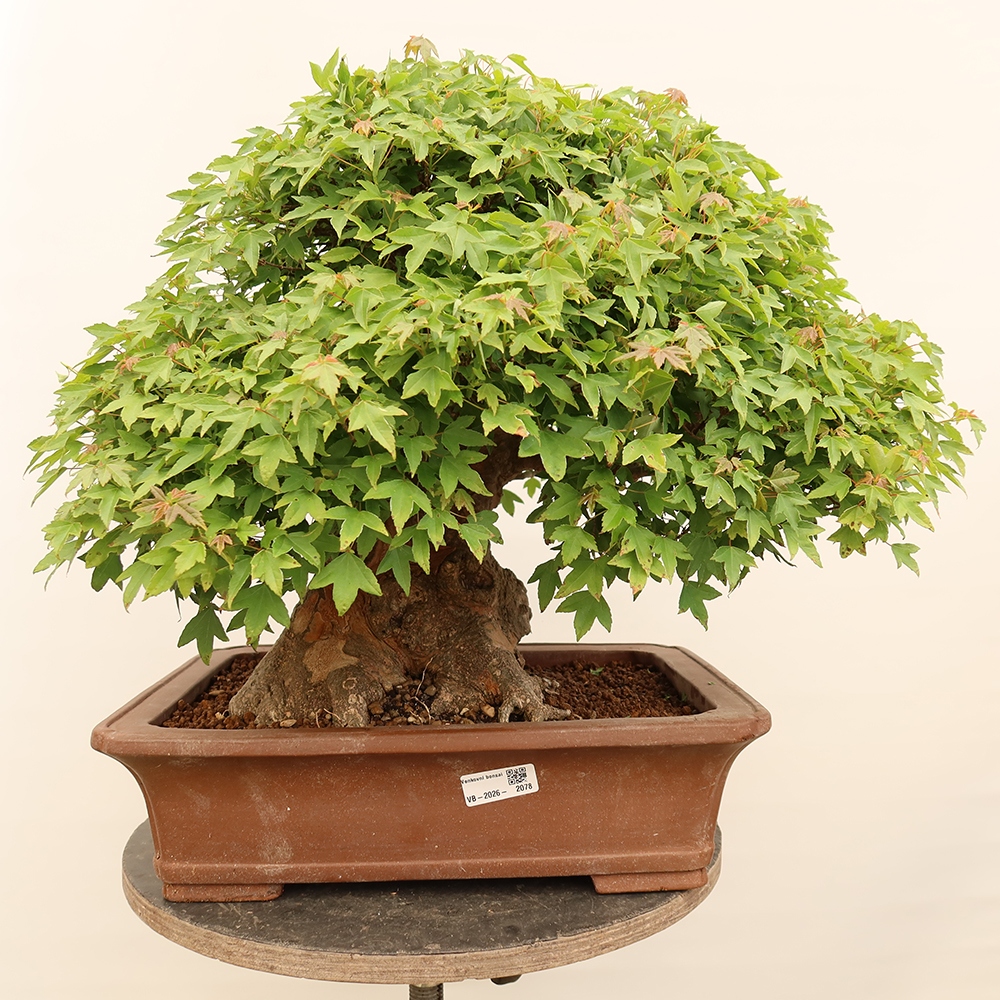 Bonsaï d'extérieur - Maple Burger - Acer Burgerianum