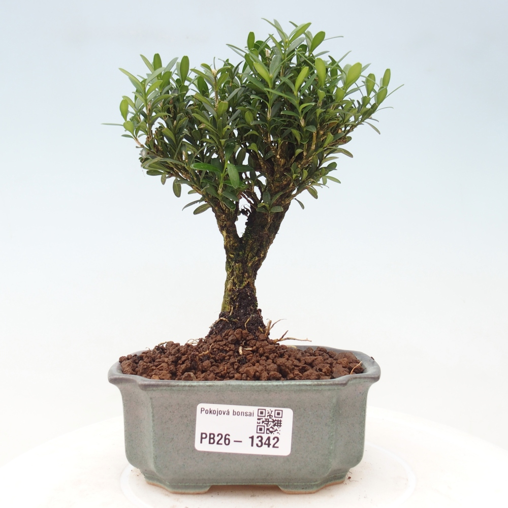 Bonsaï de chambre - Buxus harlandii - buxus liège
