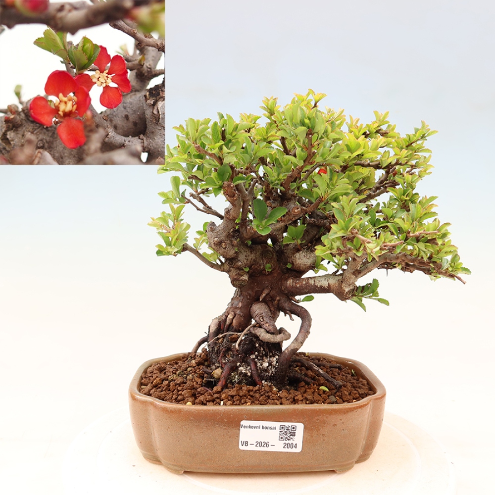 Bonsaï d'extérieur - Chaneomeles speciosa Chojubai