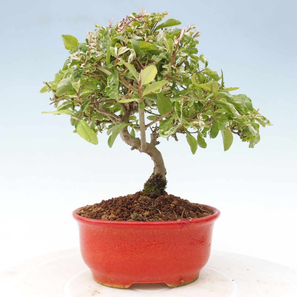 Bonsaï d'extérieur - Ligustrum obtusifolium