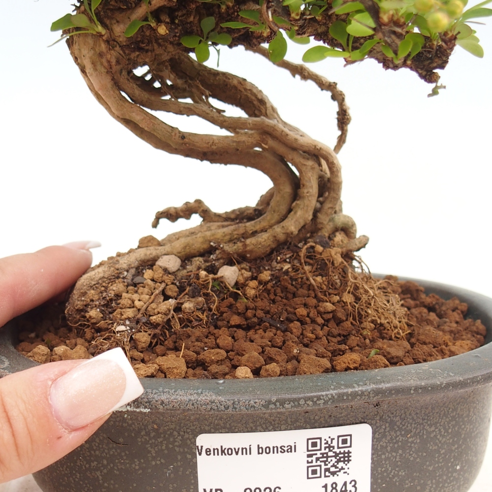 Bonsaï d'extérieur - Berberis coreana