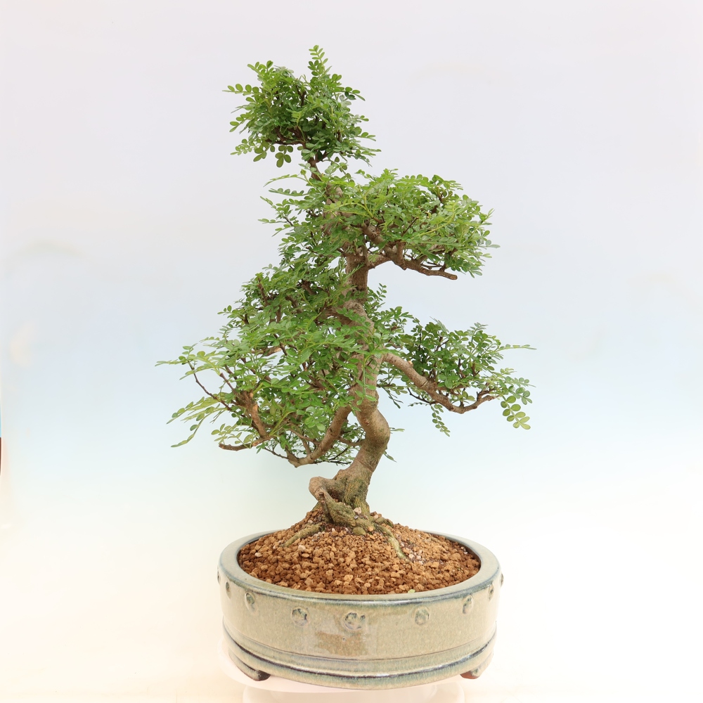 Salle bonsaï - Zantoxylum piperitum - arbre à poivre