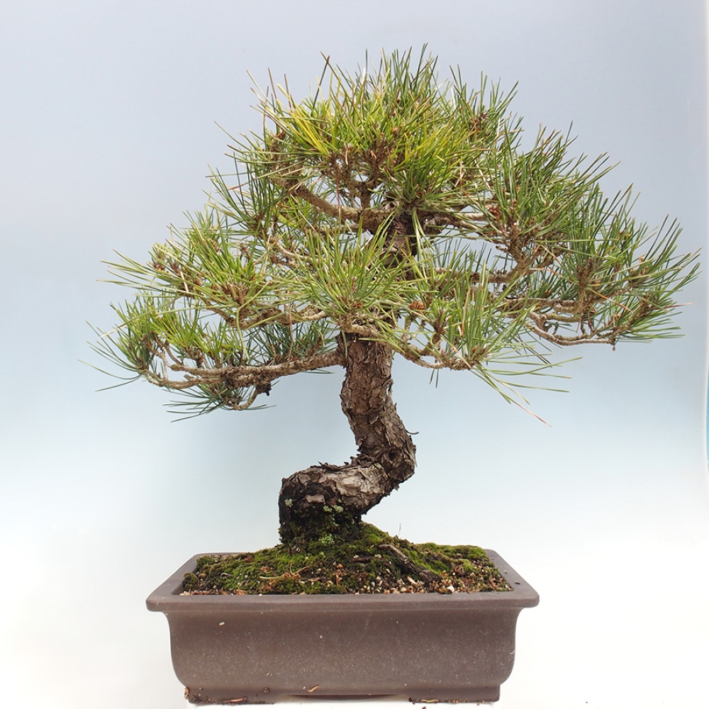Bonsaï d'extérieur - Pinus thunbergii - Pin de Thunberg