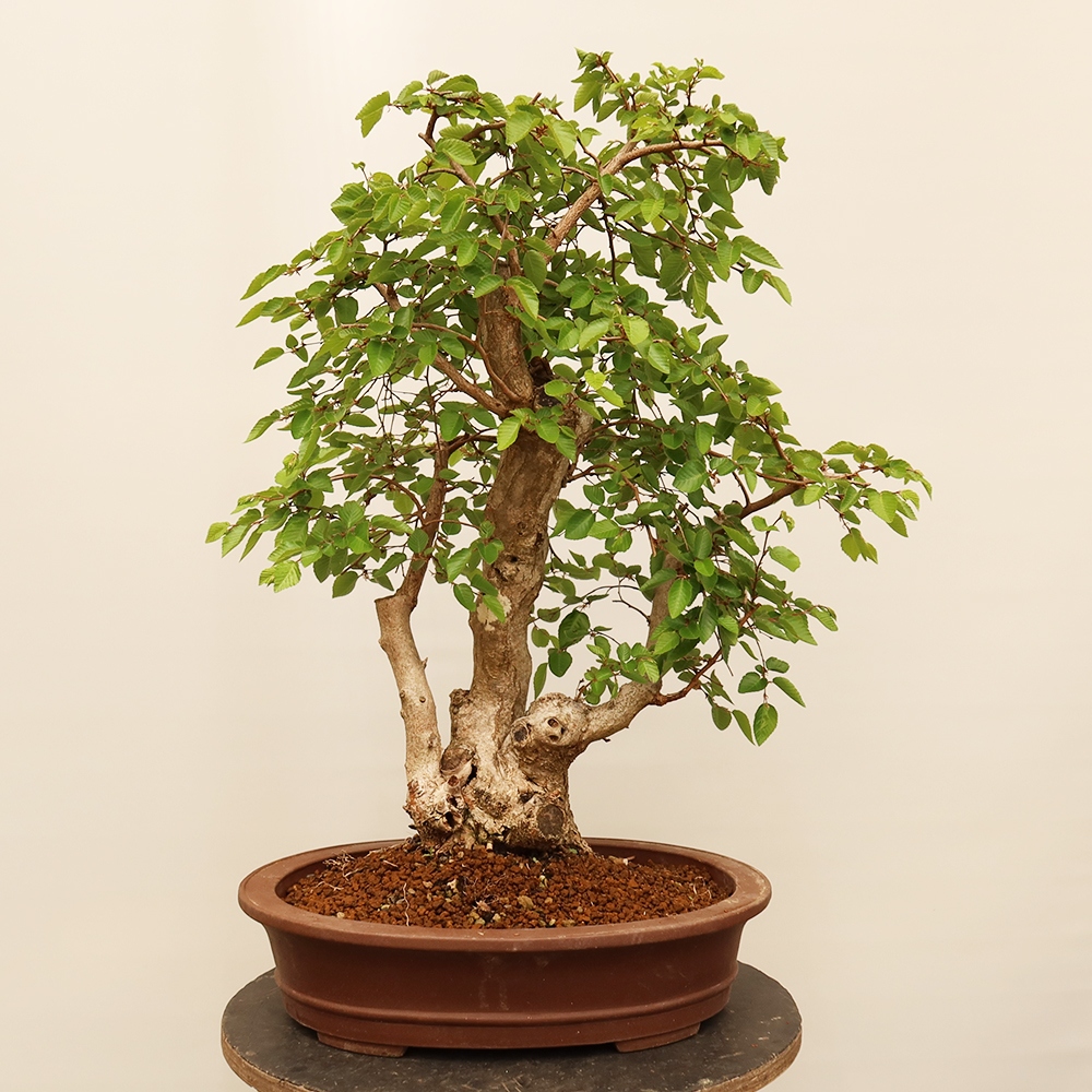 Bonsaï d'extérieur -Carpinus Coreana - Charme de Corée