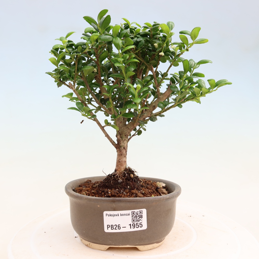 Bonsaï de chambre - Ilex crenata - Houx