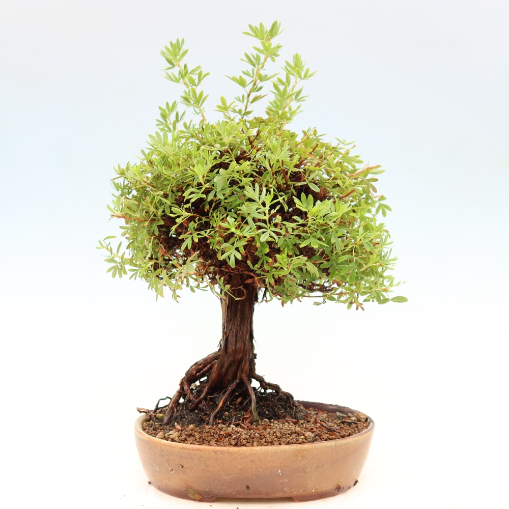 Bonsaï d'extérieur - Potentila fruticosa
