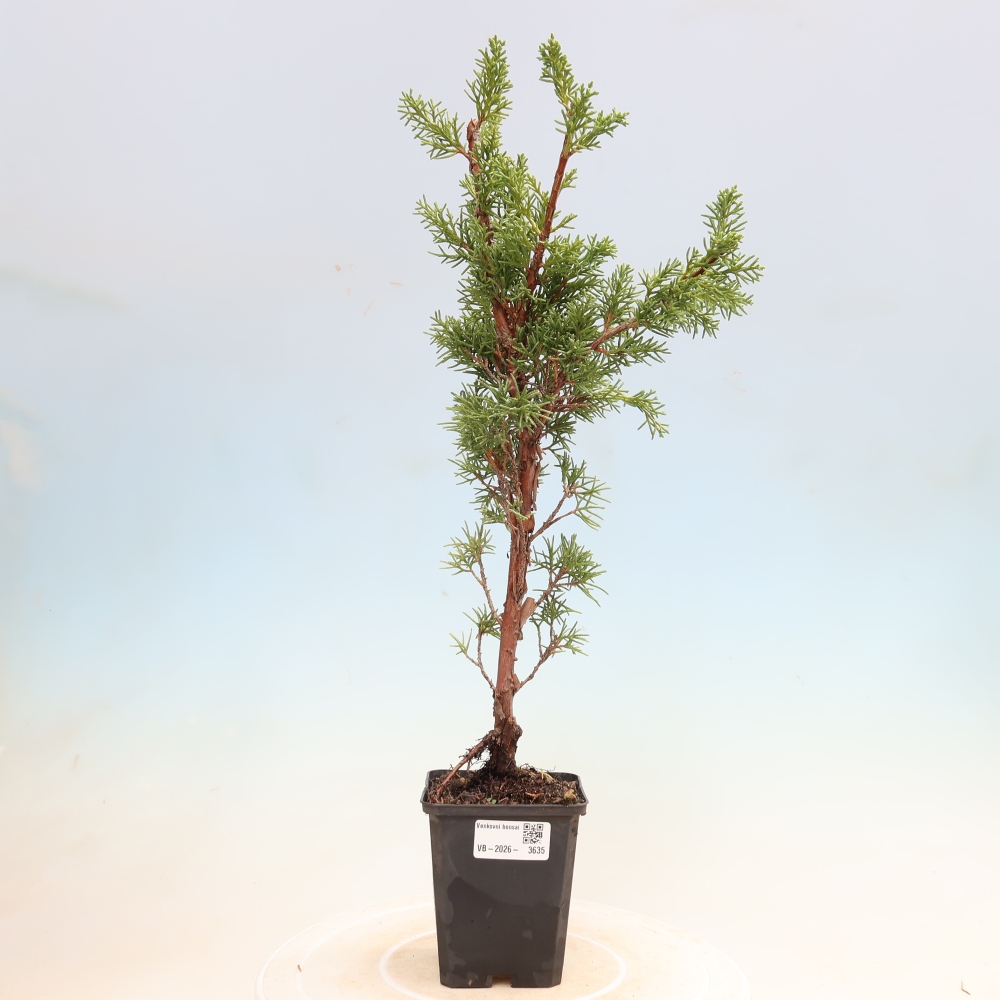 Bonsaï d'extérieur - Juniperus chinensis Kishu