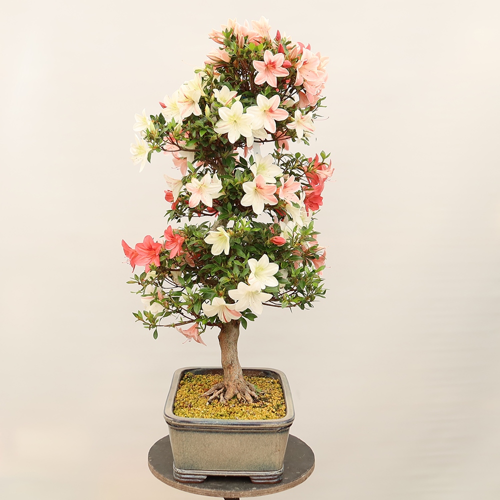 Bonsaï d'extérieur - Azalée japonaise - Azalea Saishun
