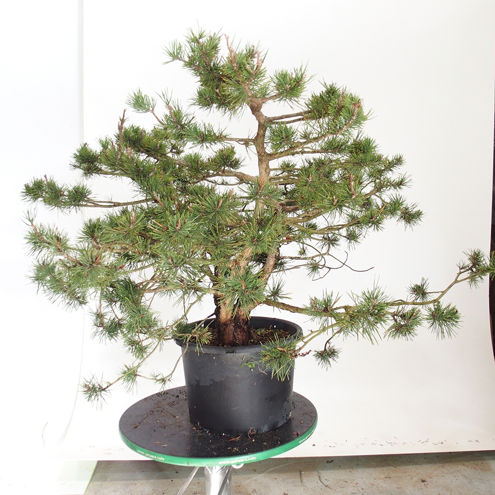 Yamadori - Pinus sylvestris Espagne
