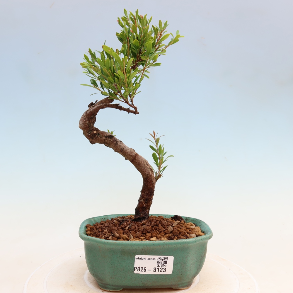 Bonsaï de chambre - Syzygium - Pimento