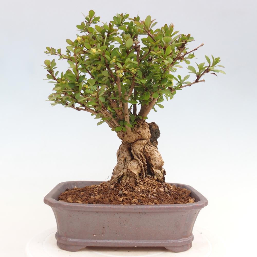 Bonsaï d'extérieur - Berberis coreana