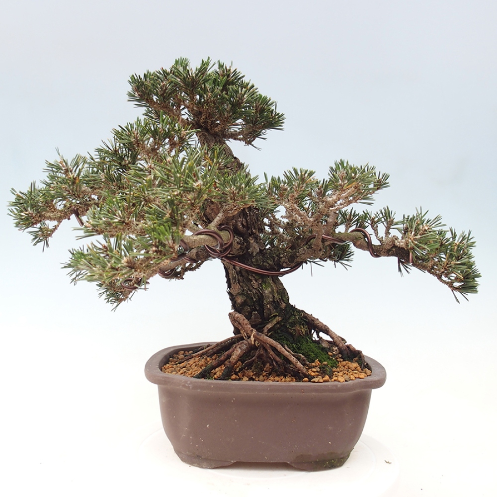 Bonsaï d'extérieur - Pinus thunbergii Kotobuki - Pin de Thunberg