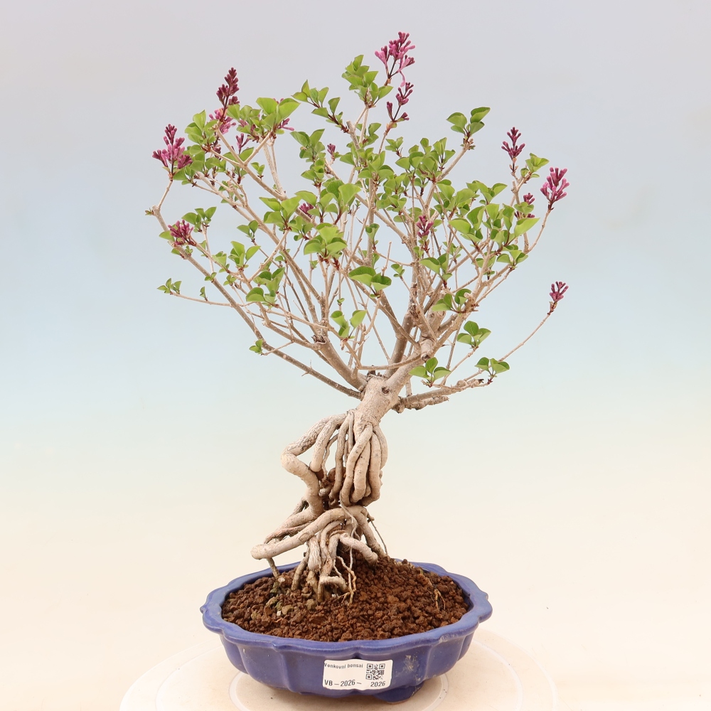 Bonsaï d'extérieur - Syringa microphylla - lilas à petites fleurs
