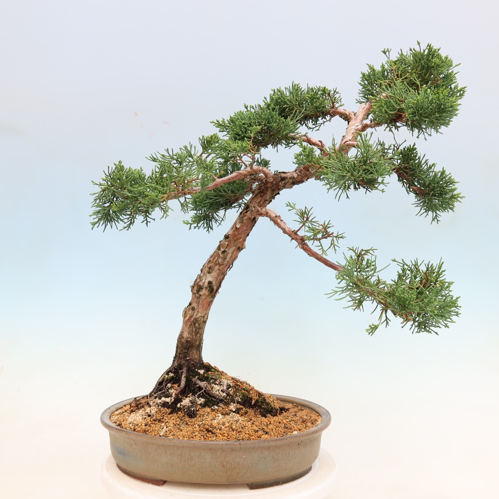 Bonsaï d'extérieur - Juniperus chinensis Kishu