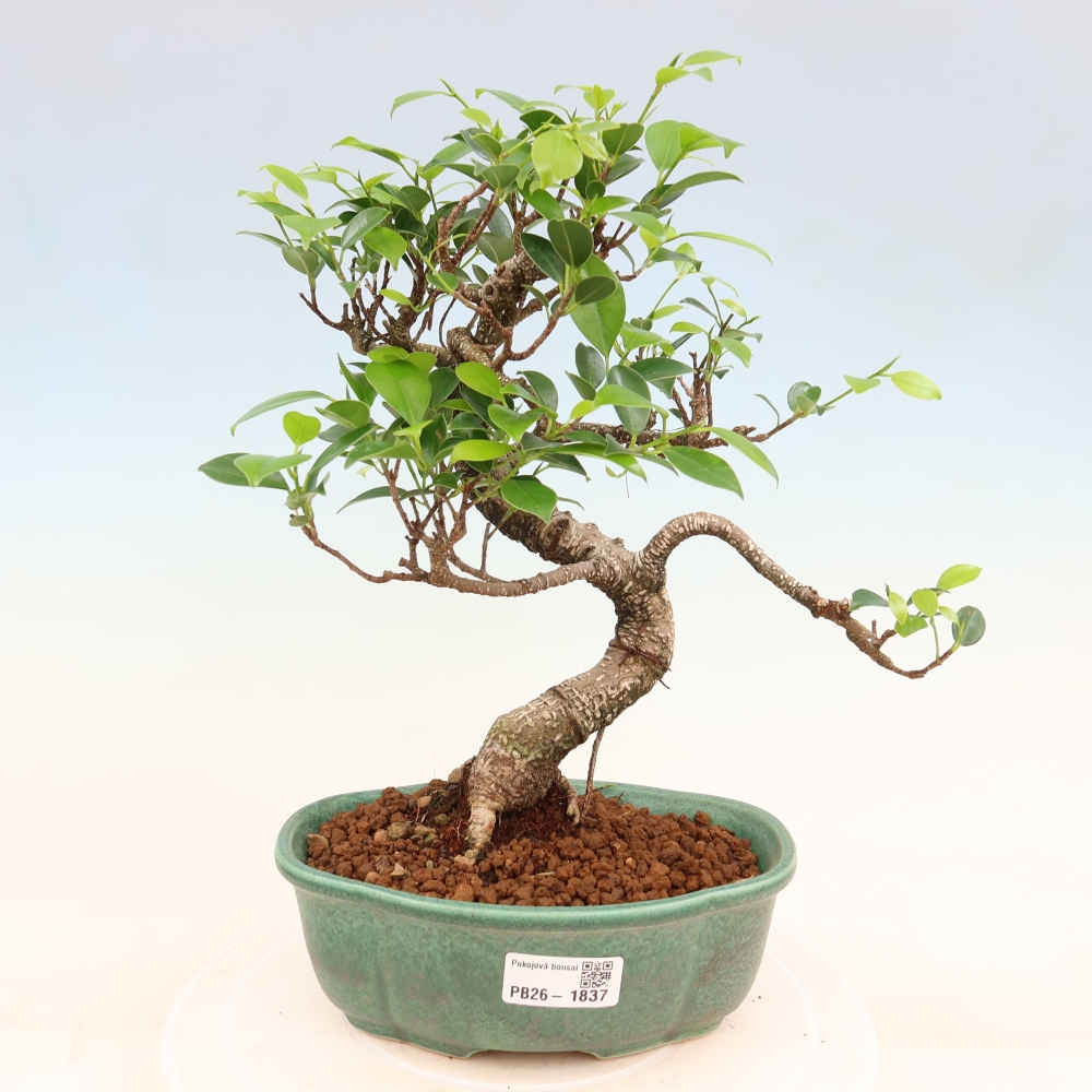 Salle bonsaï - Ficus retusa - ficus à petites feuilles