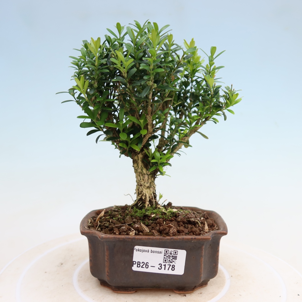 Bonsaï de chambre - Buxus harlandii - buxus liège