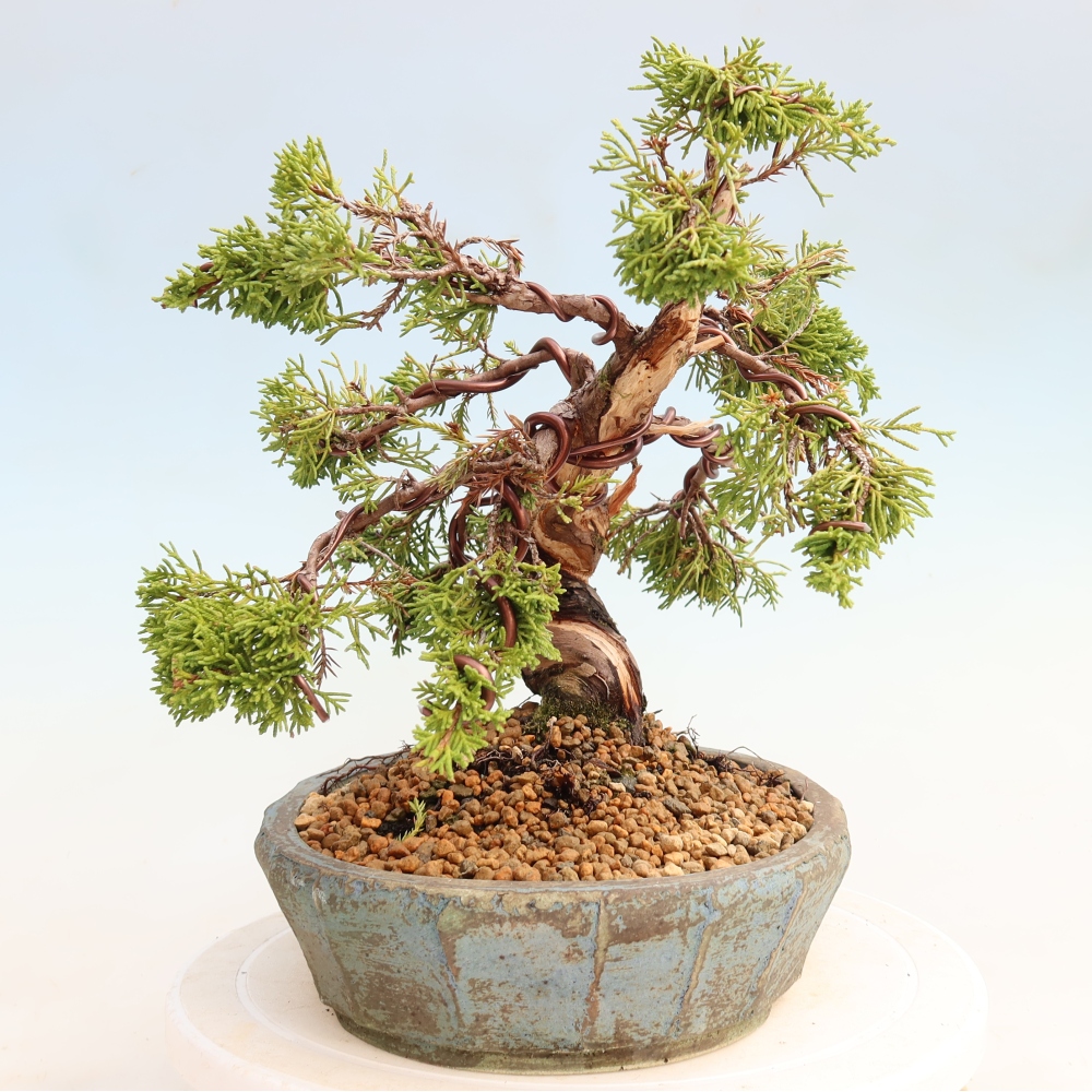 Bonsaï d'extérieur - Juniperus chinensis Itoigawa-Juniperus chinensis