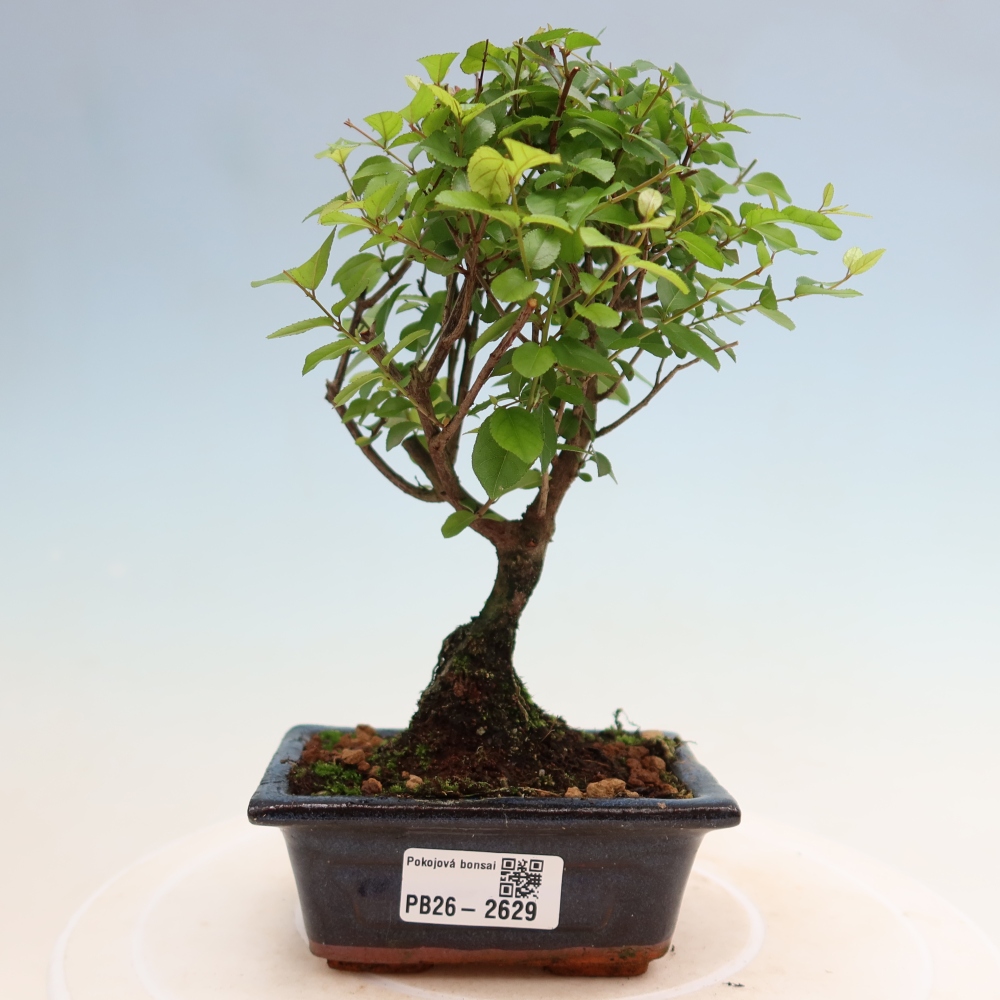 Bonsaï de chambre - Sageretia thea - Sageretia thea