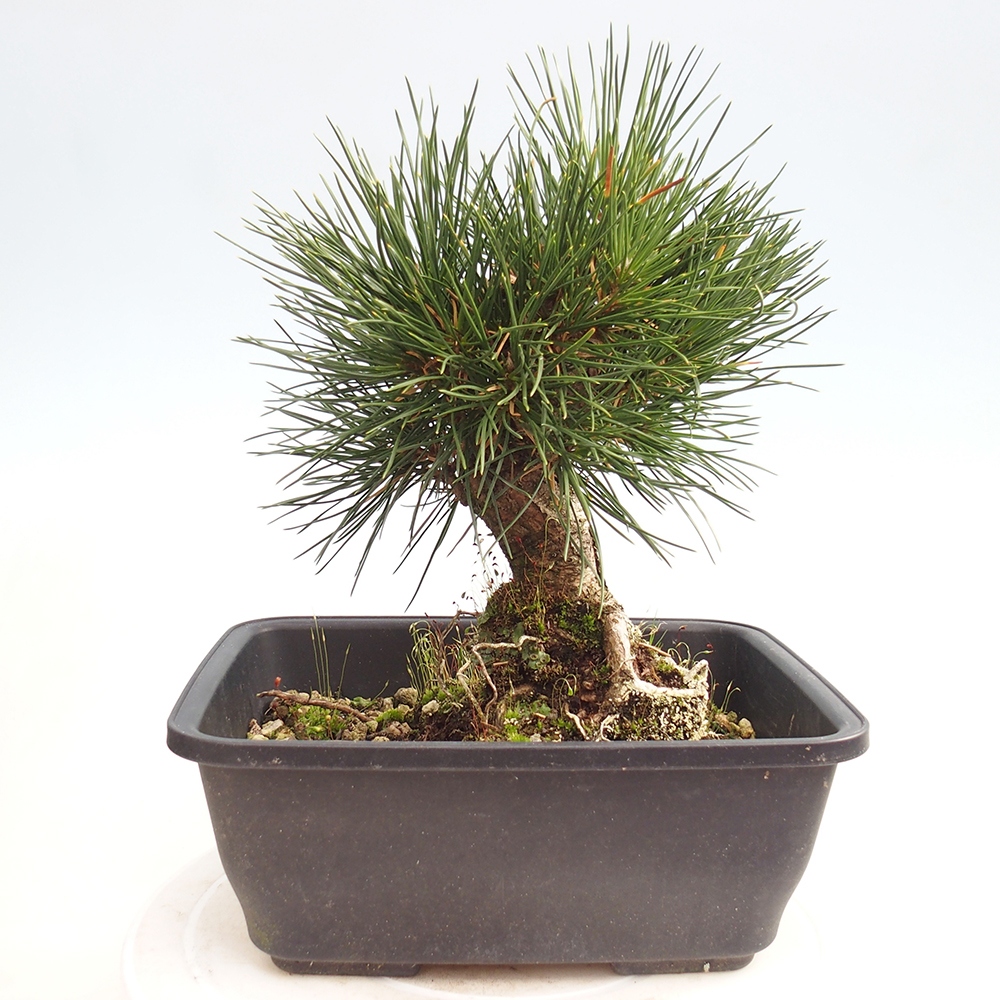 Bonsaï d'extérieur - Pinus thunbergii - Pin de Thunberg