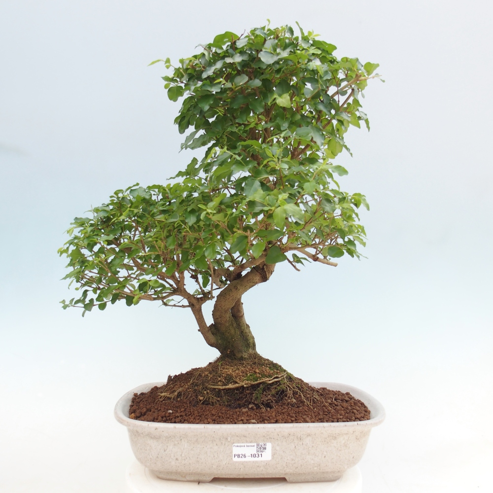Bonsaï de chambre -Ligustrum chinensis - Bec d'oiseau