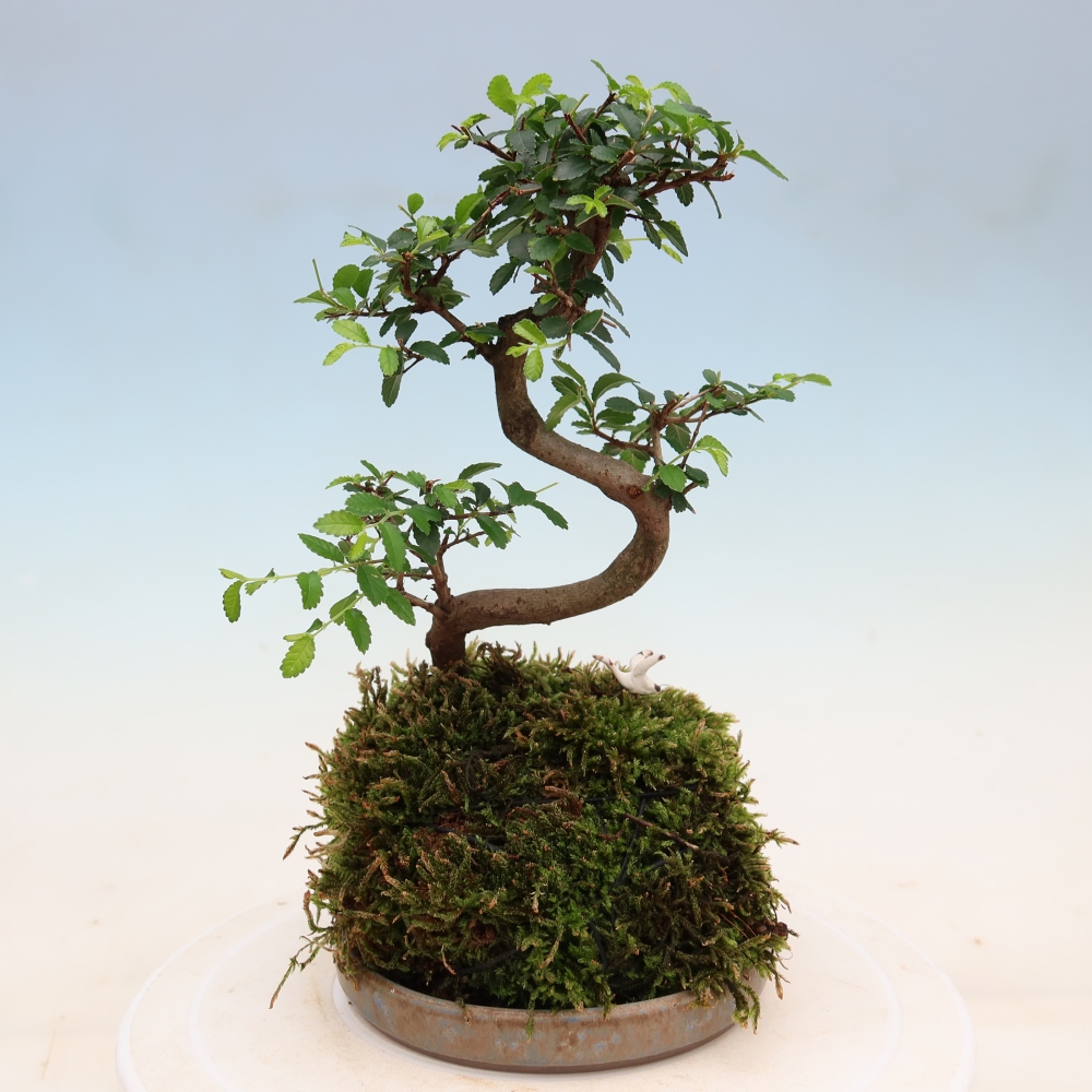 Kokedama avec soucoupe - Ulmus parvifolia - orme à petites feuilles