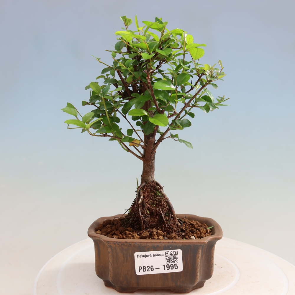 Bonsaï de chambre - Sageretia thea - Sageretia thea