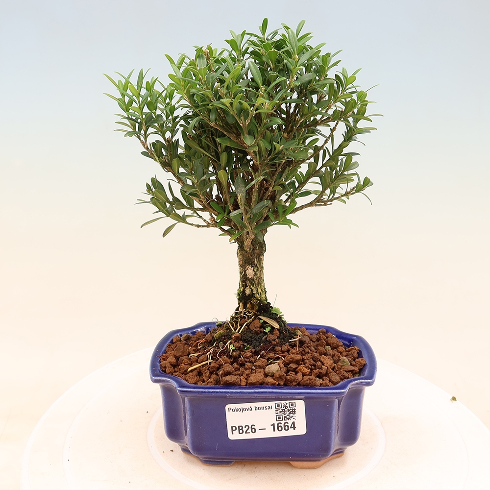 Bonsaï de chambre - Buxus harlandii - buxus liège