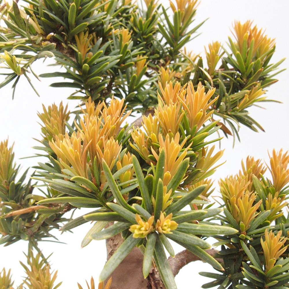 Bonsaï d'extérieur - Taxus cuspidata - If japonais