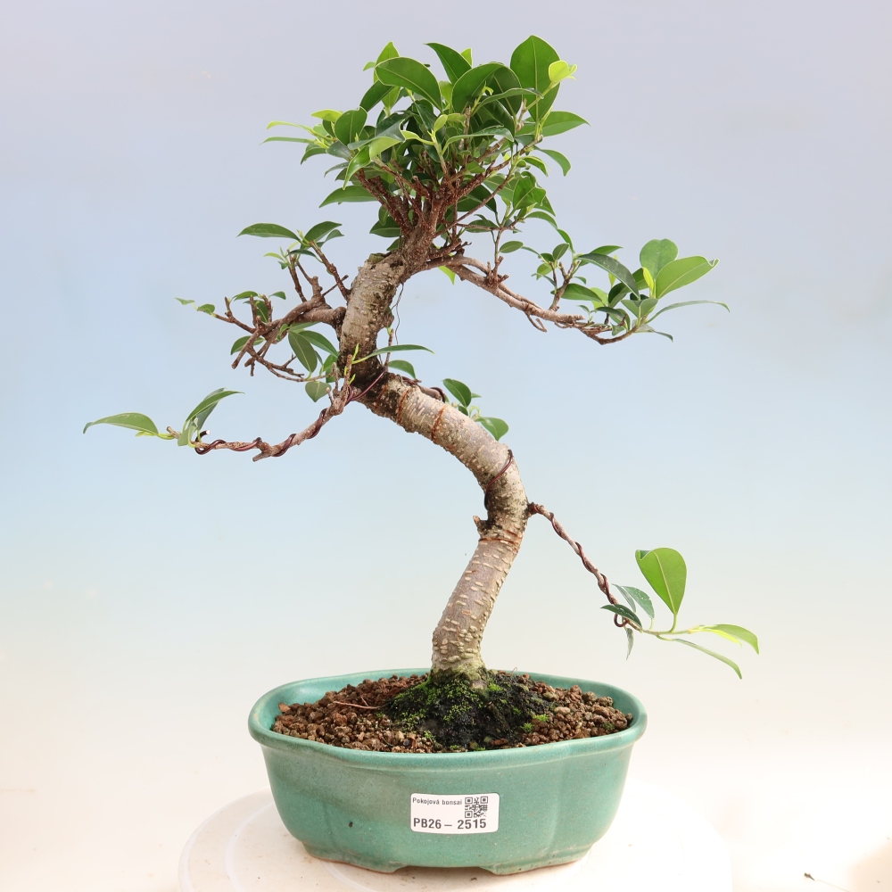 Salle bonsaï - Ficus retusa - ficus à petites feuilles