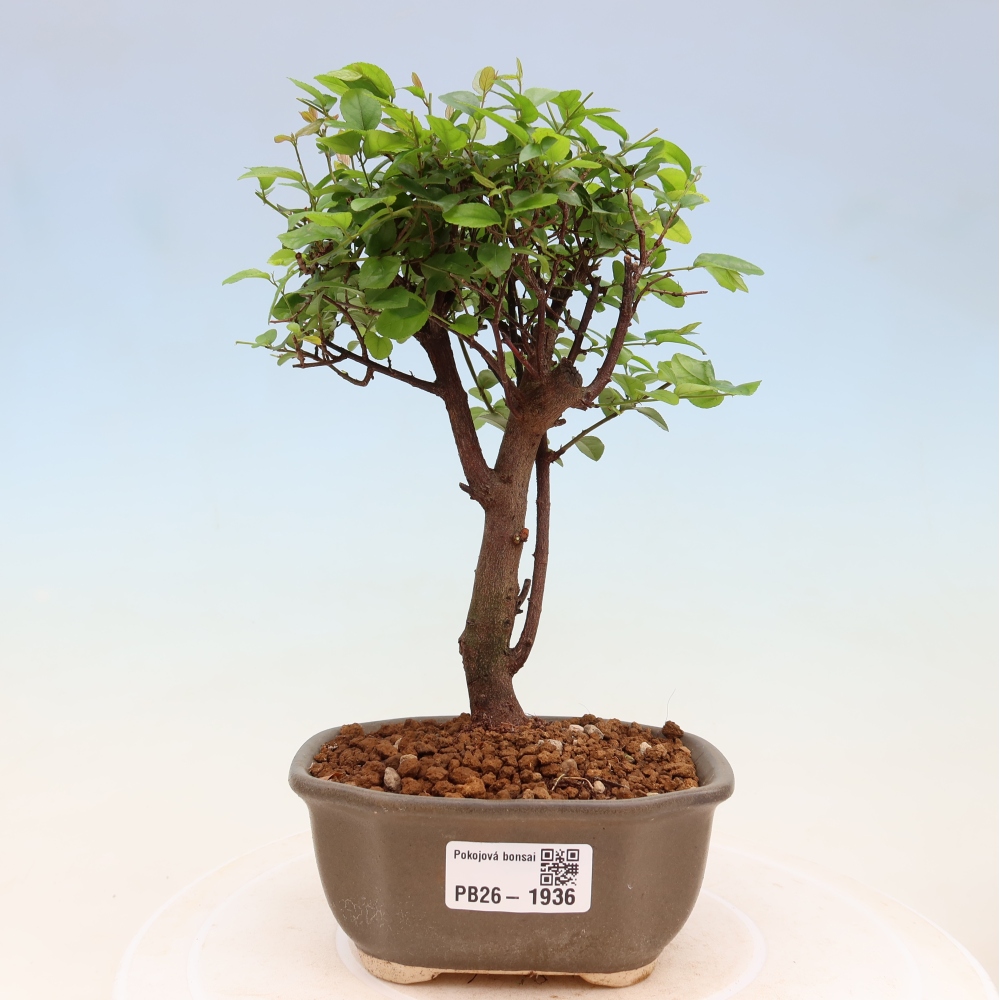 Bonsaï de chambre - Sageretia thea - Sageretia thea
