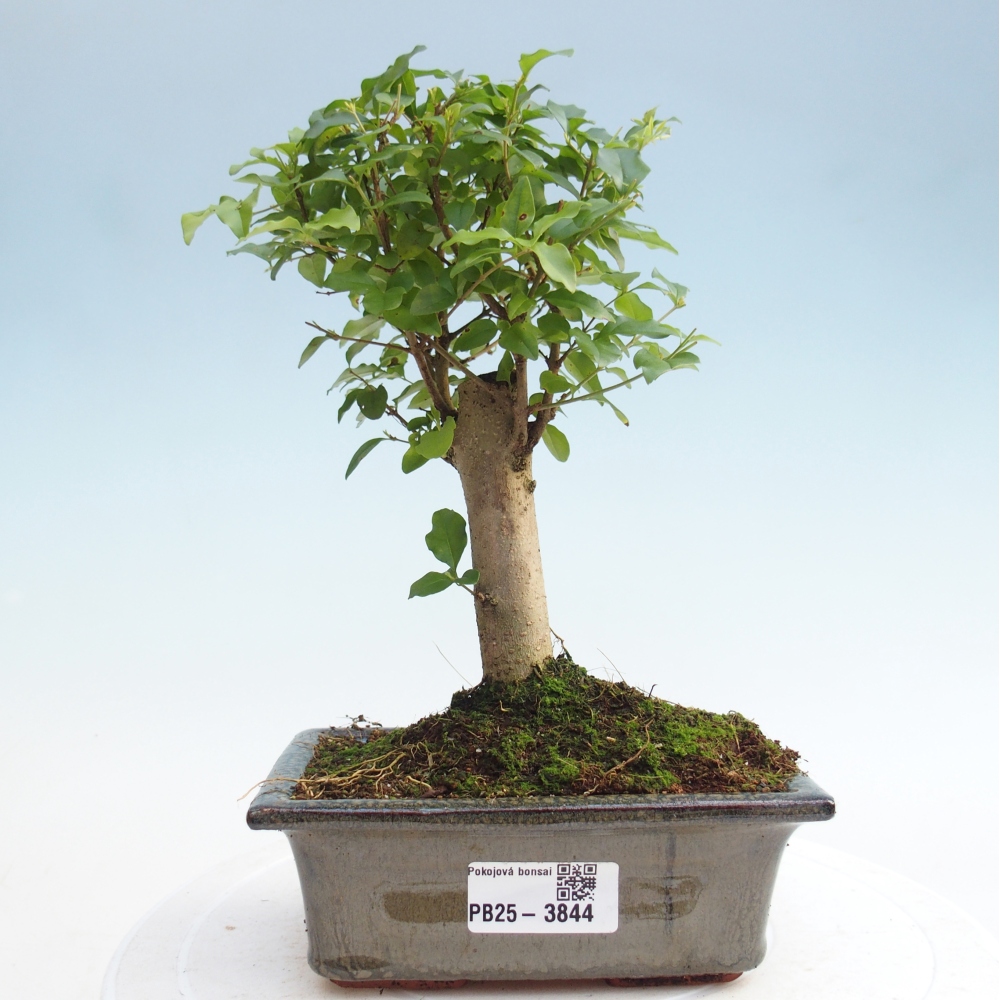 Bonsaï de chambre -Ligustrum chinensis - Bec d'oiseau