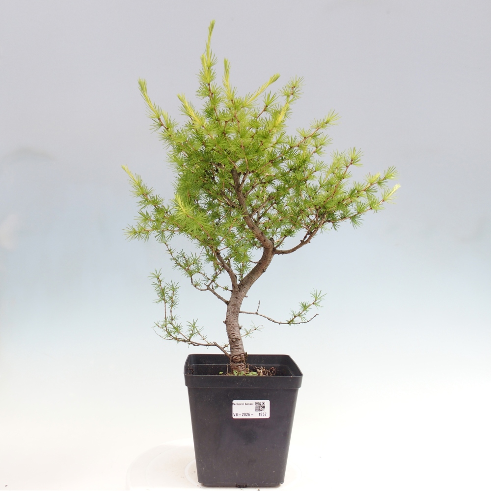 Bonsaï d'extérieur -Larix decidua - Mélèze