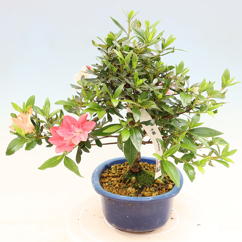 Bonsaï d'extérieur - Azalée japonaise - Azalea Senhime