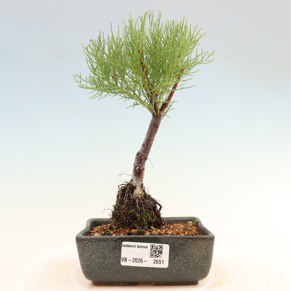 Bonsaïs d'extérieur - Tamaris - Tamarix