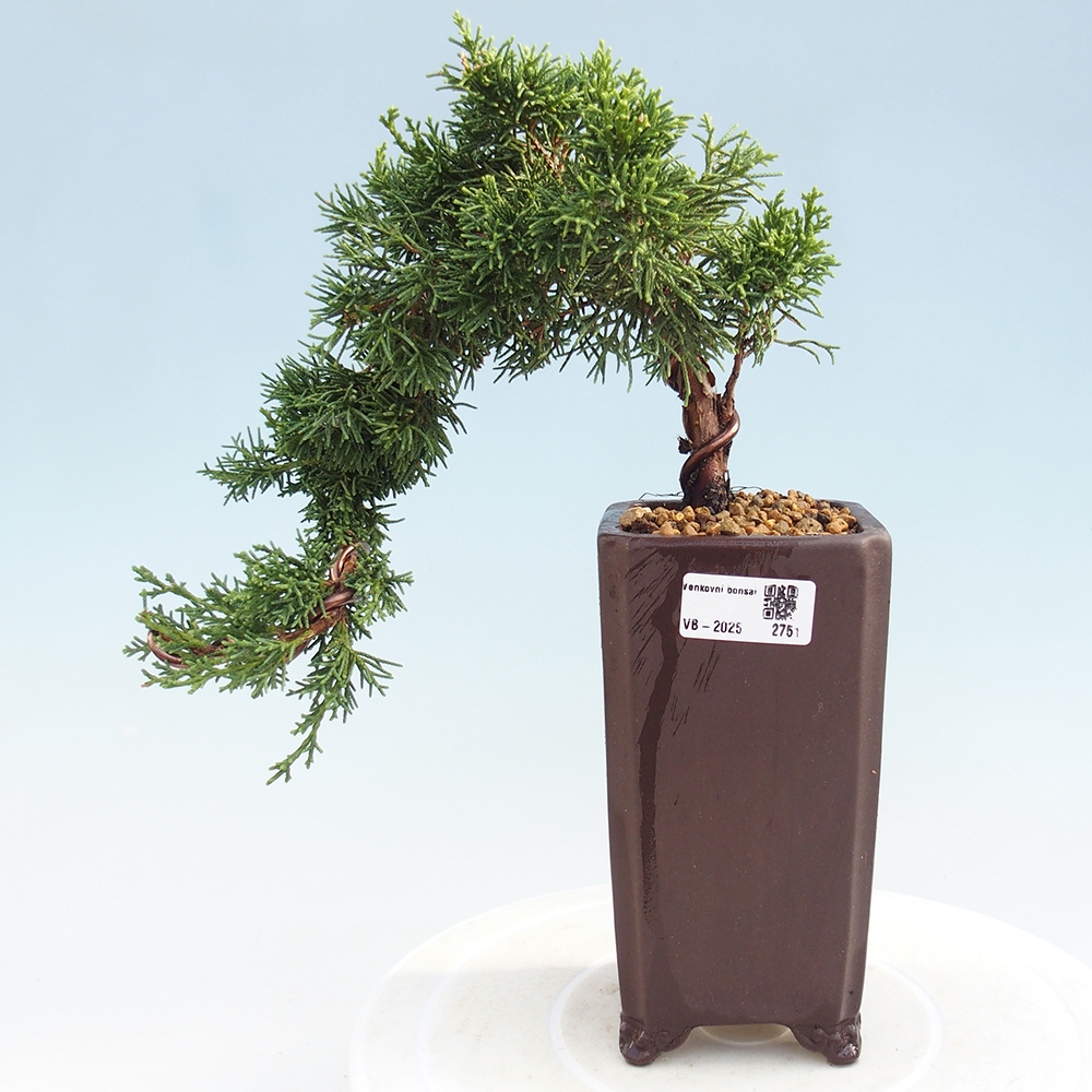 Bonsaï d'extérieur - Juniperus chinensis Kishu