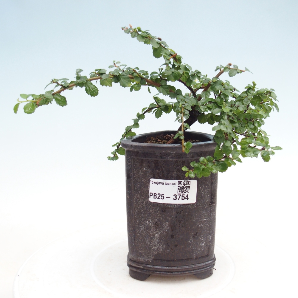 Bonsaï de chambre - Grewia sp. - Grewia malafolia