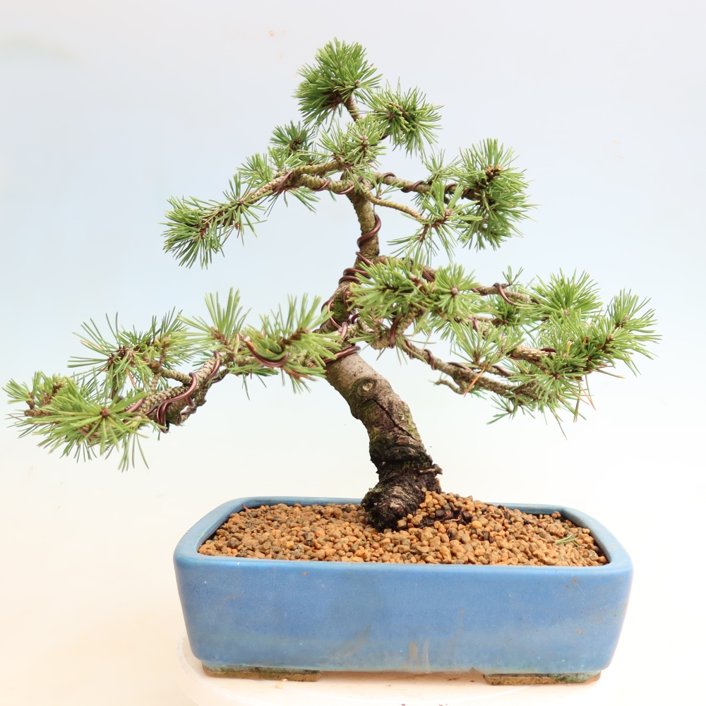 Bonsaï d'extérieur - Pinus mugo Humpy  - Pin nain