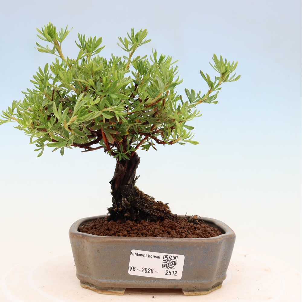 Bonsaï d'extérieur - Potentila fruticosa
