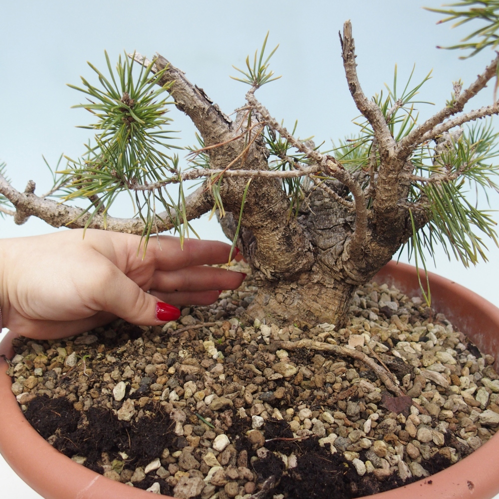 Yamadori - Pinus sylvestris Espagne