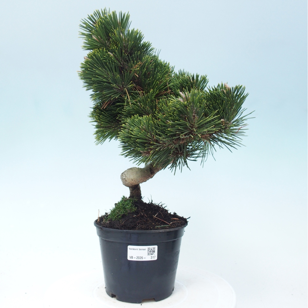 Bonsaï d'extérieur - Pinus thunbergii senjyumaru - Pin de Thunberg