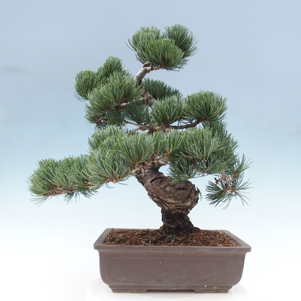 Bonsaï d'extérieur - Pinus parviflora - Pinus parviflora
