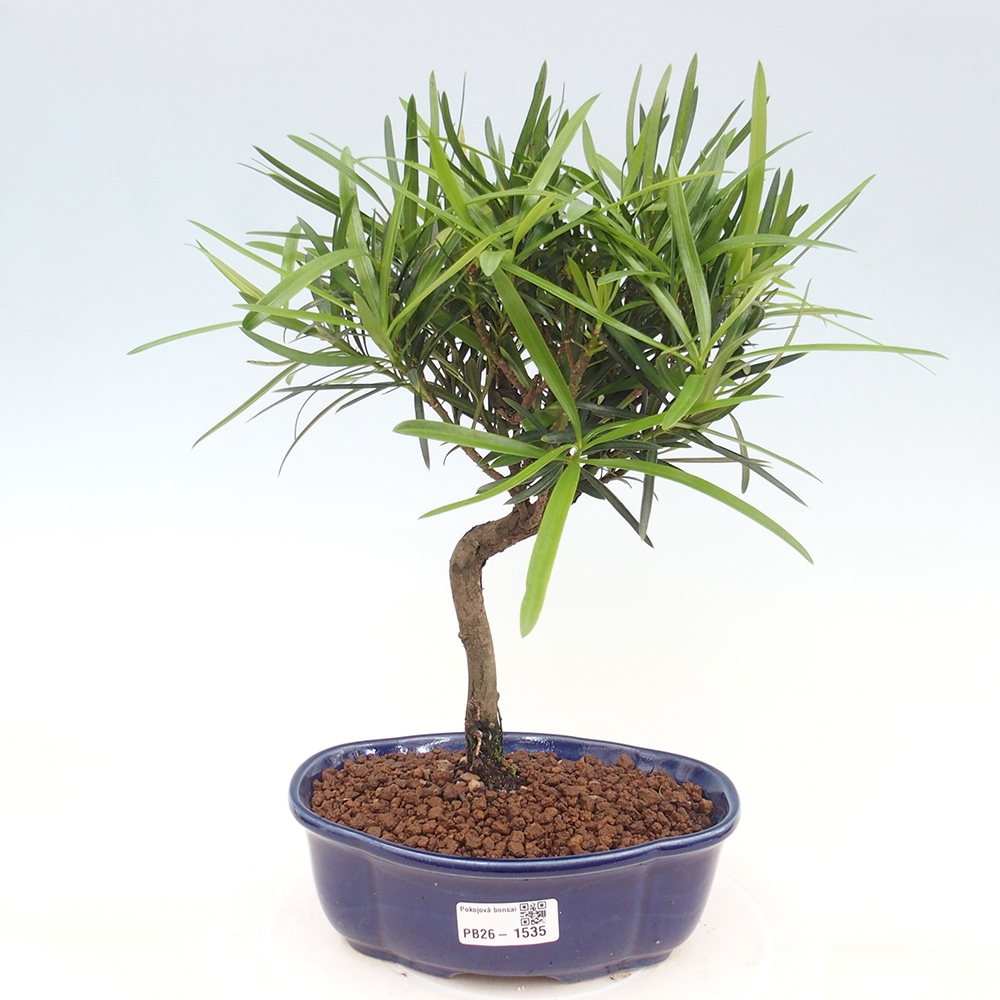 Salle bonsaï - Podocarpus - If en pierre