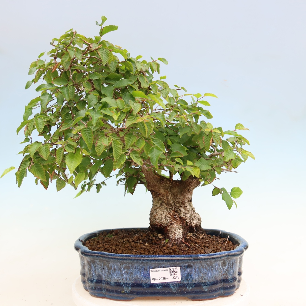 Bonsaï d'extérieur -Carpinus Coreana - Charme de Corée