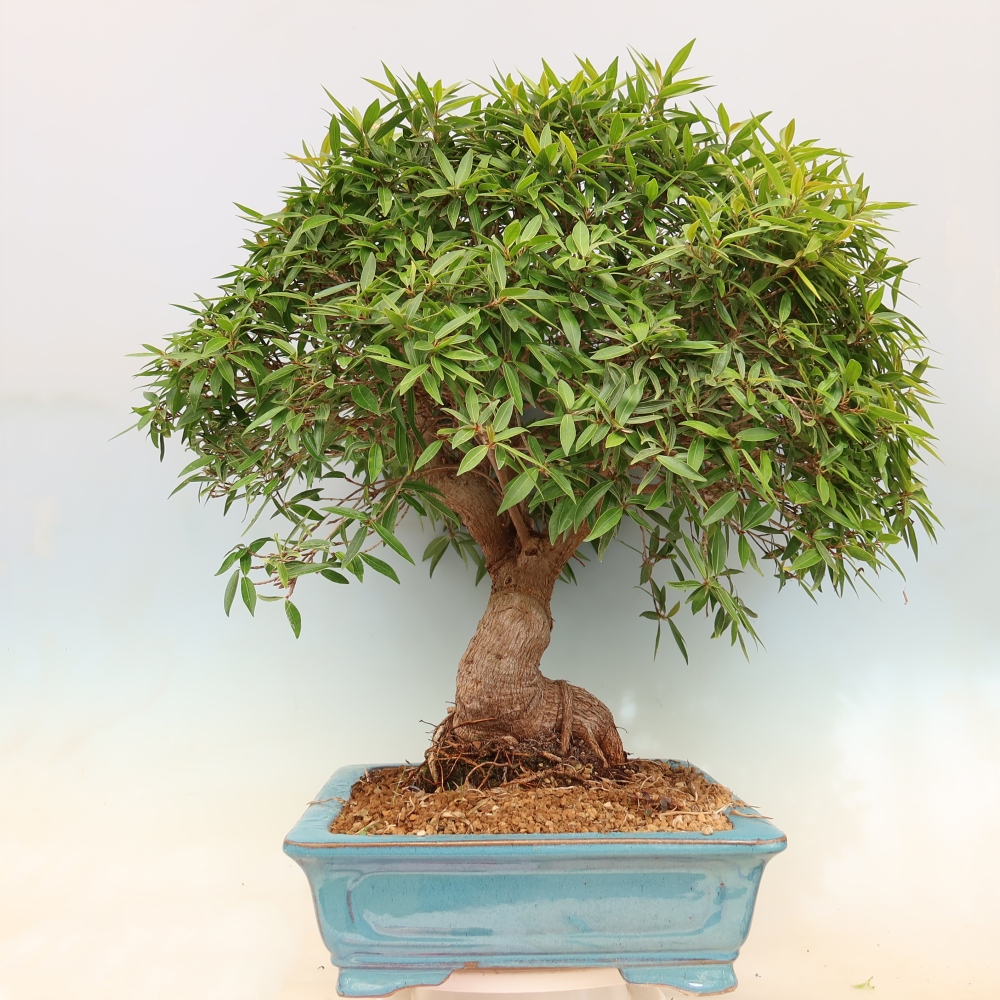 Salle bonsaï - Ficus nerifolia - ficus à petites feuilles