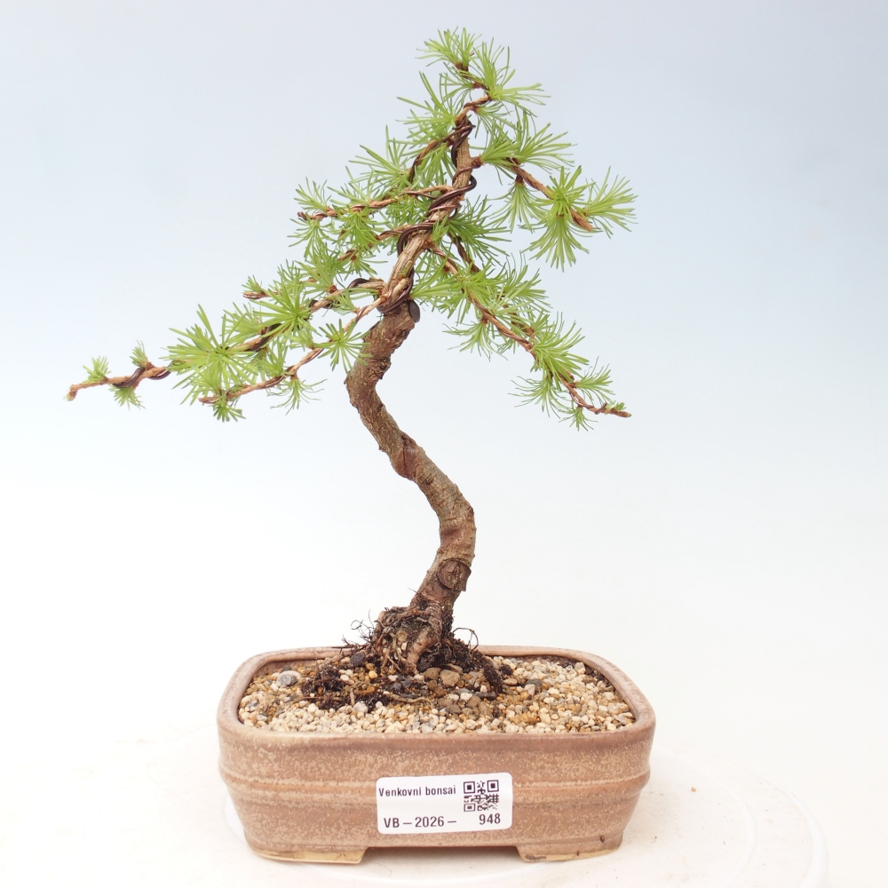 Bonsaï d'extérieur - Larix Kaempferi - Mélèze du Japon