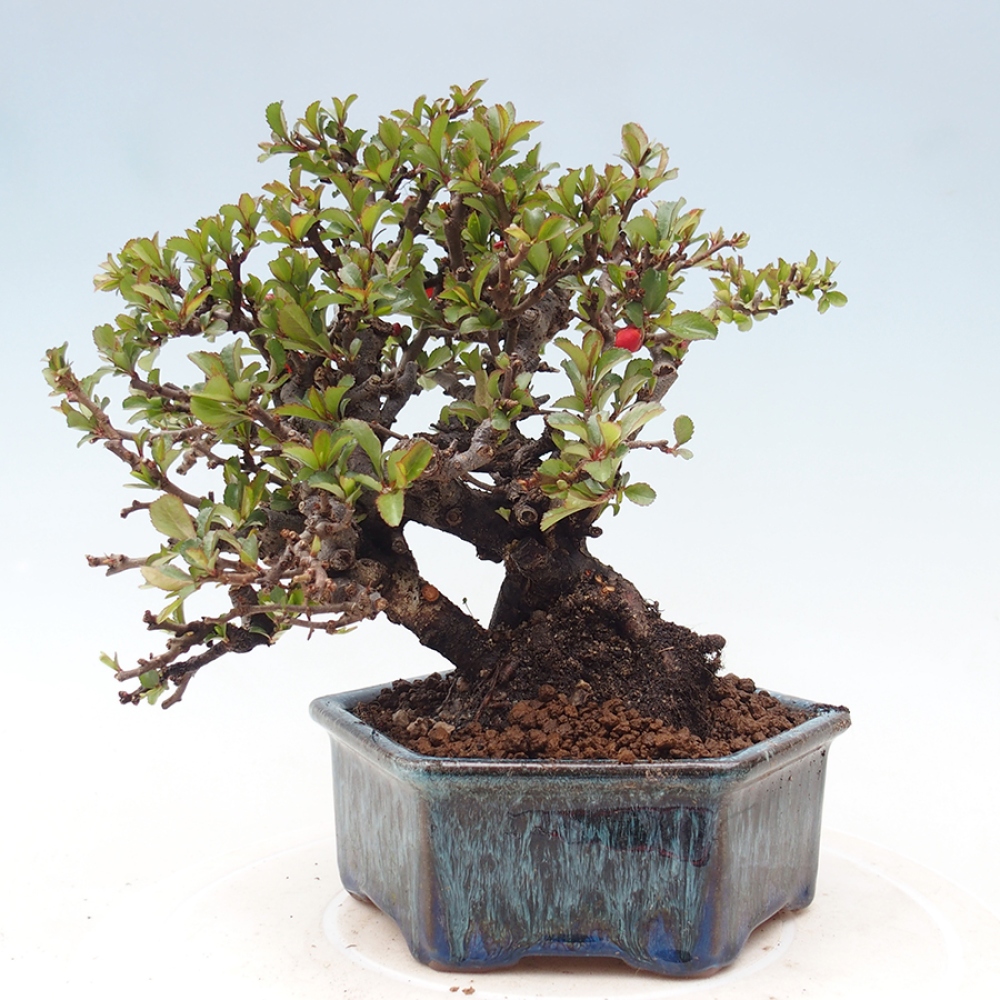 Bonsaï d'extérieur - Chaneomeles speciosa - Coing